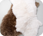 Decorative Rugs